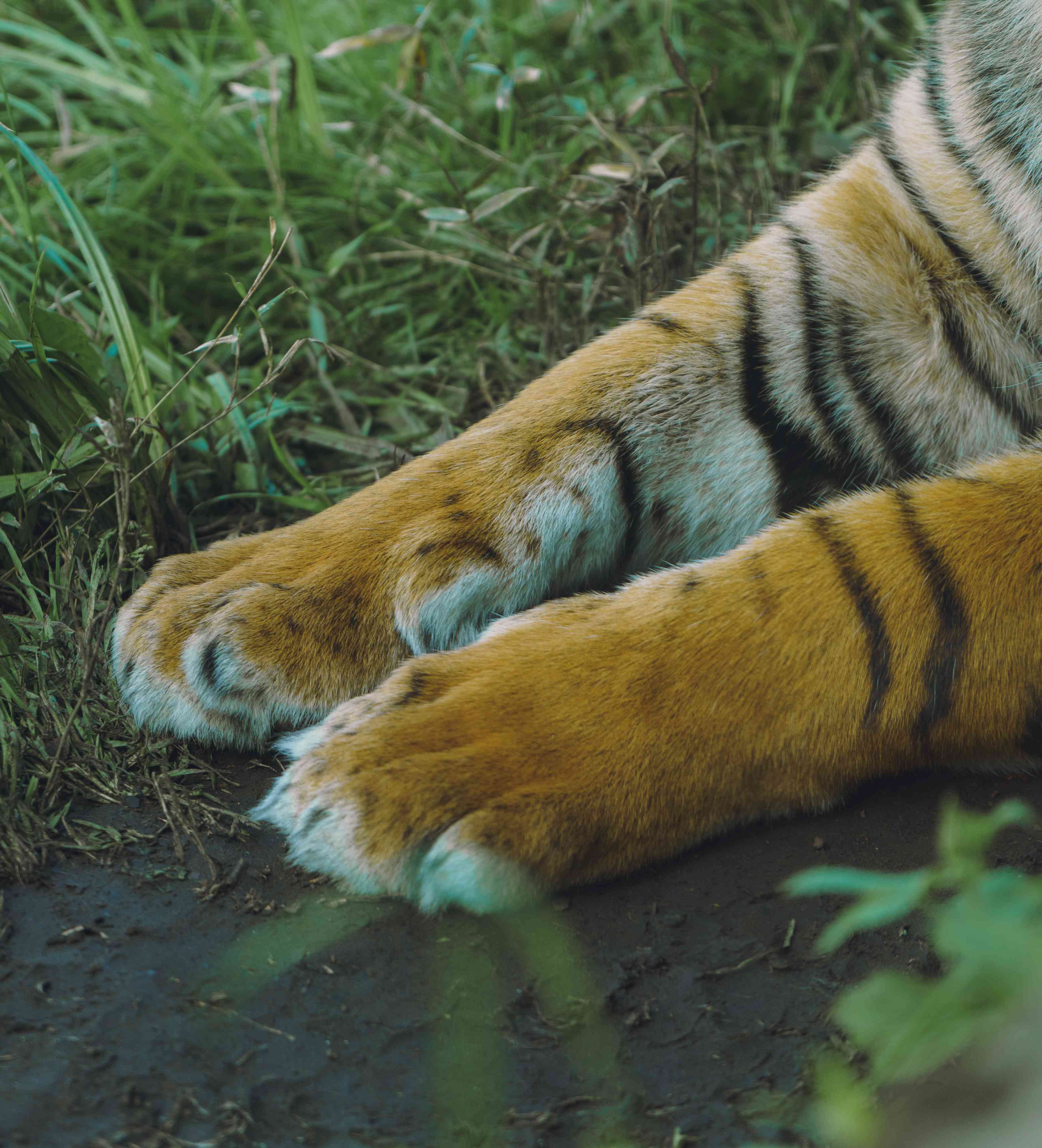 Tiger Paws